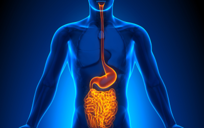 Leaky gut causing insulin resistance?